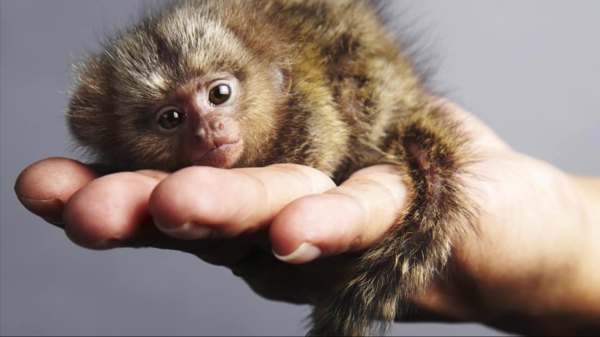 世界十大迷你動物